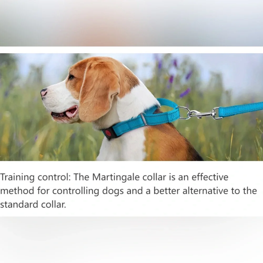 Fuchsia Martingale Dog Collar and Reflective Leash Set
